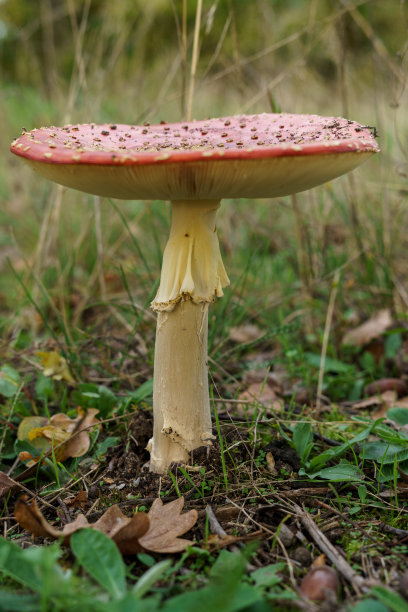 amanitaceae