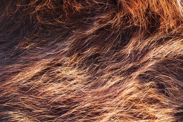 hairs
