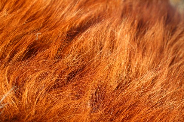 hairs