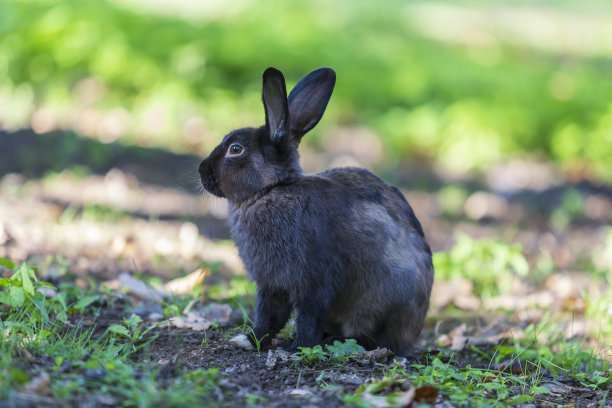 兔类动物