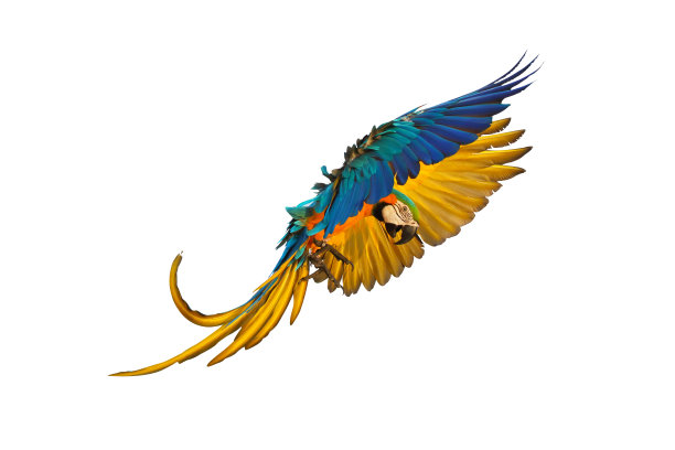 macaw