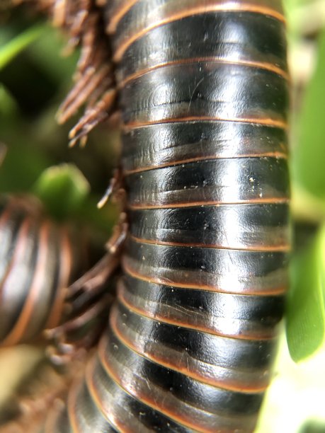 arthropod