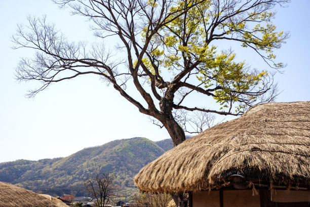 韩国民居稻草屋顶