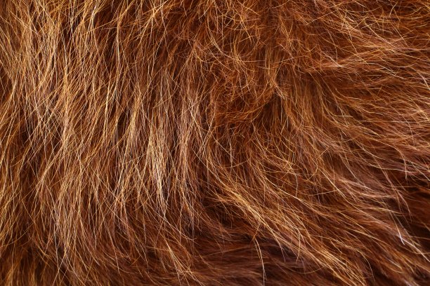 hairs