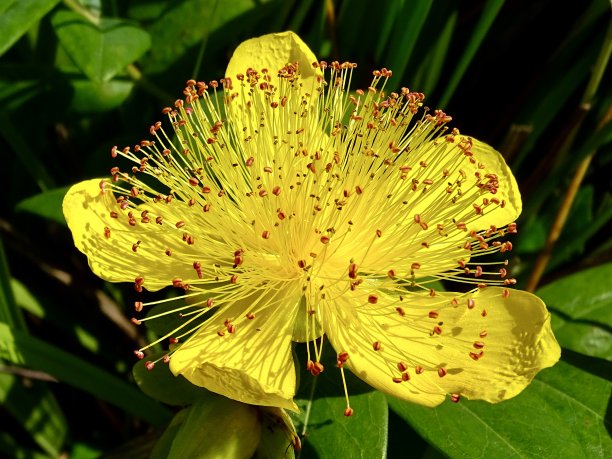 stamens