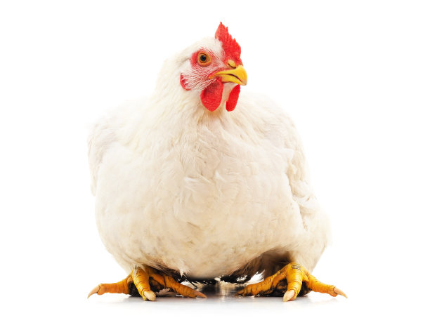 hen