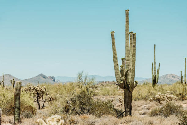 cactus