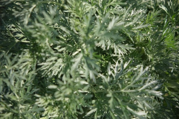 wormwood