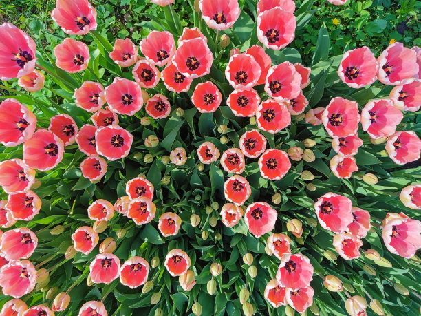 bloom