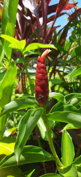costus
