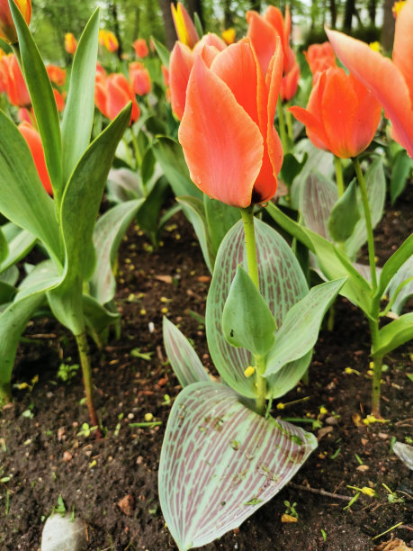 橙红色花朵条纹背景图案