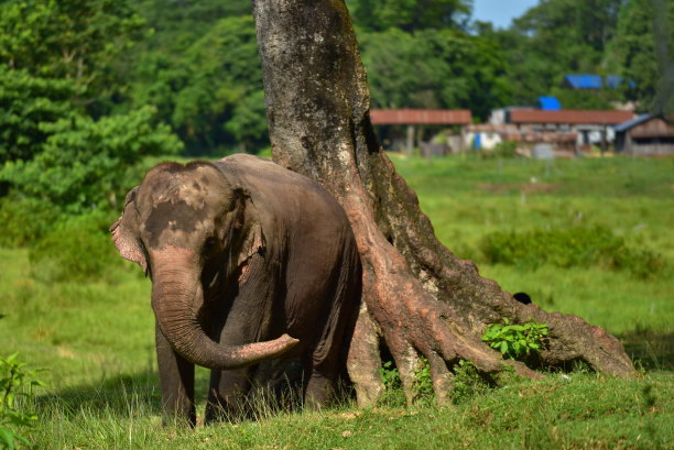 chitwan