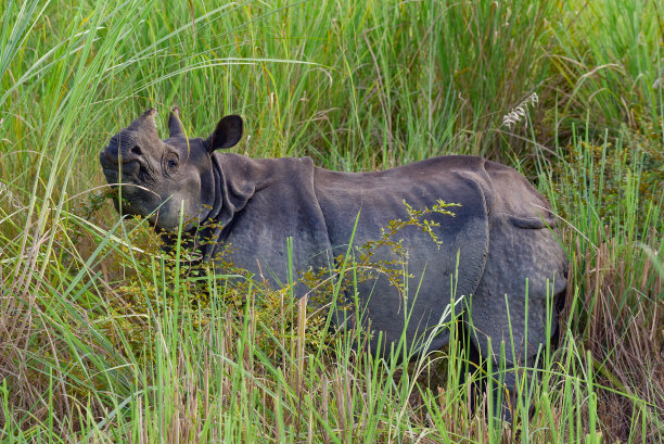 chitwan