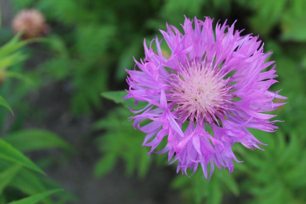aster