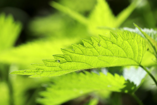 nettles
