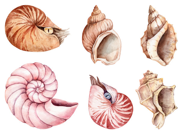 conch