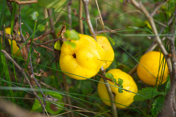 chaenomeles