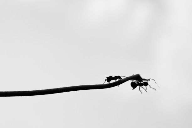 黑白蚂蚁昆虫剪影