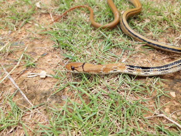 copperhead