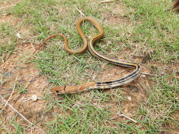 copperhead
