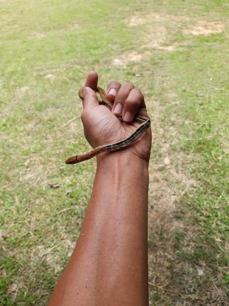 copperhead