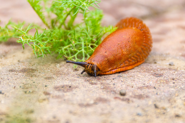 gastropod