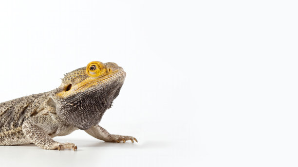 pogona