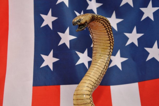 cobra