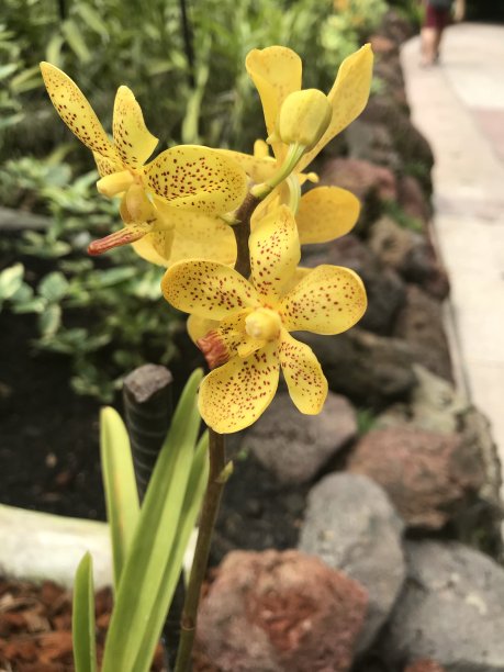 cymbidium