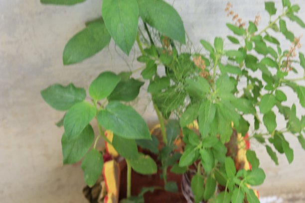 ayurveda