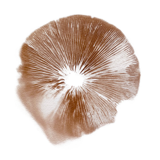 cortinarius