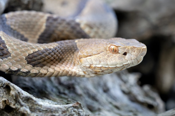 copperhead