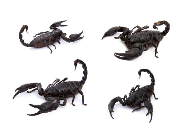 无脊椎动物标志