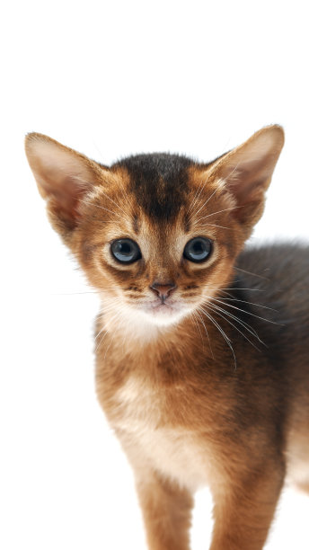 abyssinian猫