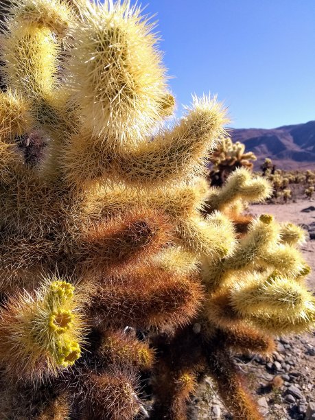 cholla