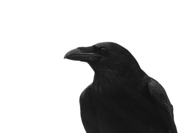 raven