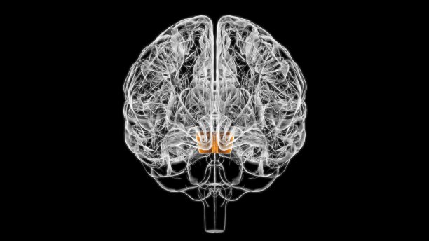 medulla