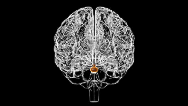 medulla
