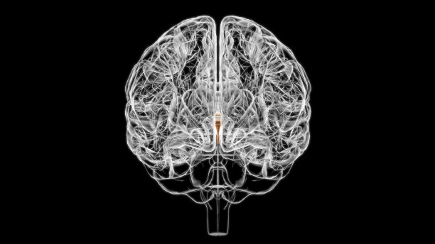 medulla