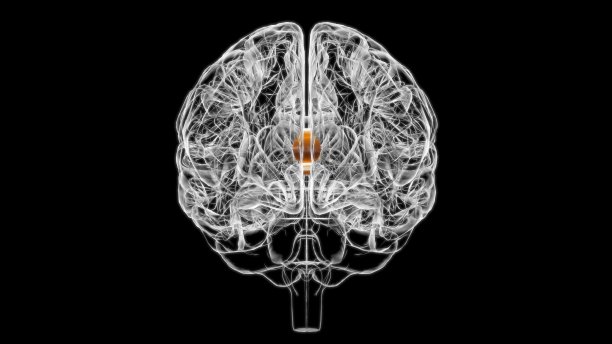 medulla
