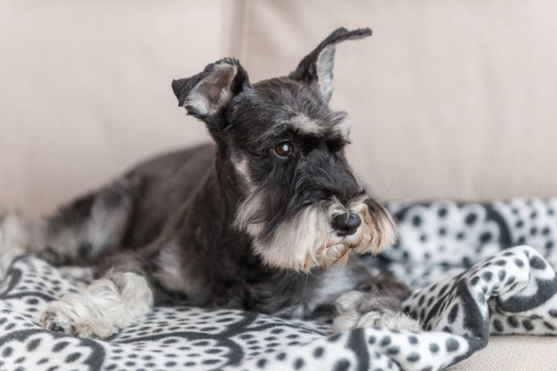 schnauzer