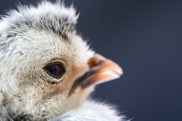 cock