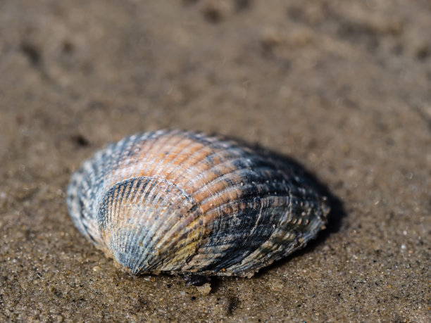 cockle