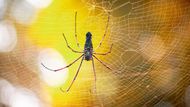 红web