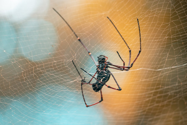 红web