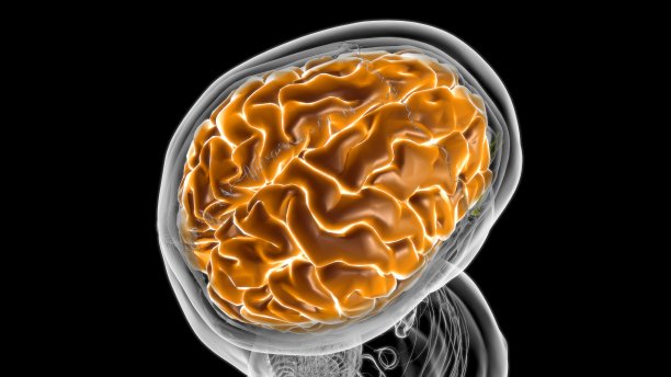 cerebrum