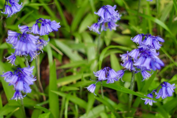 hyacinthoides