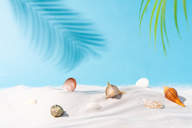 shells