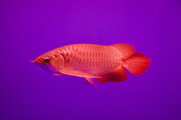 arowana