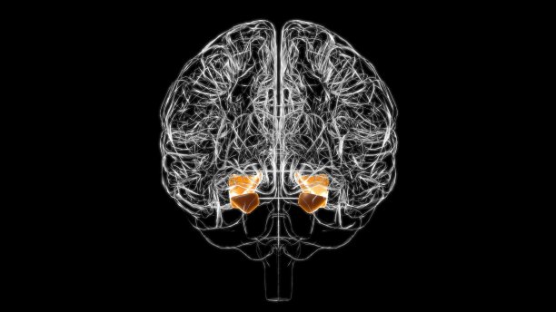 medulla